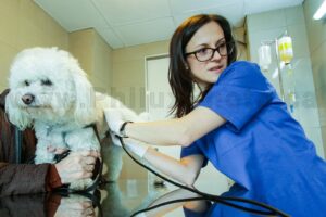 Calgary Commercial Photography Pet Animal Vet Veterinary Office Philux Photo Vancouver Toronto