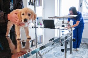 Calgary Commercial Photography Pet Animal Vet Veterinary Office Philux Photo Vancouver Toronto